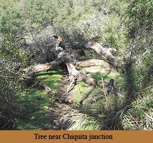 Tree on Chiquita Trail